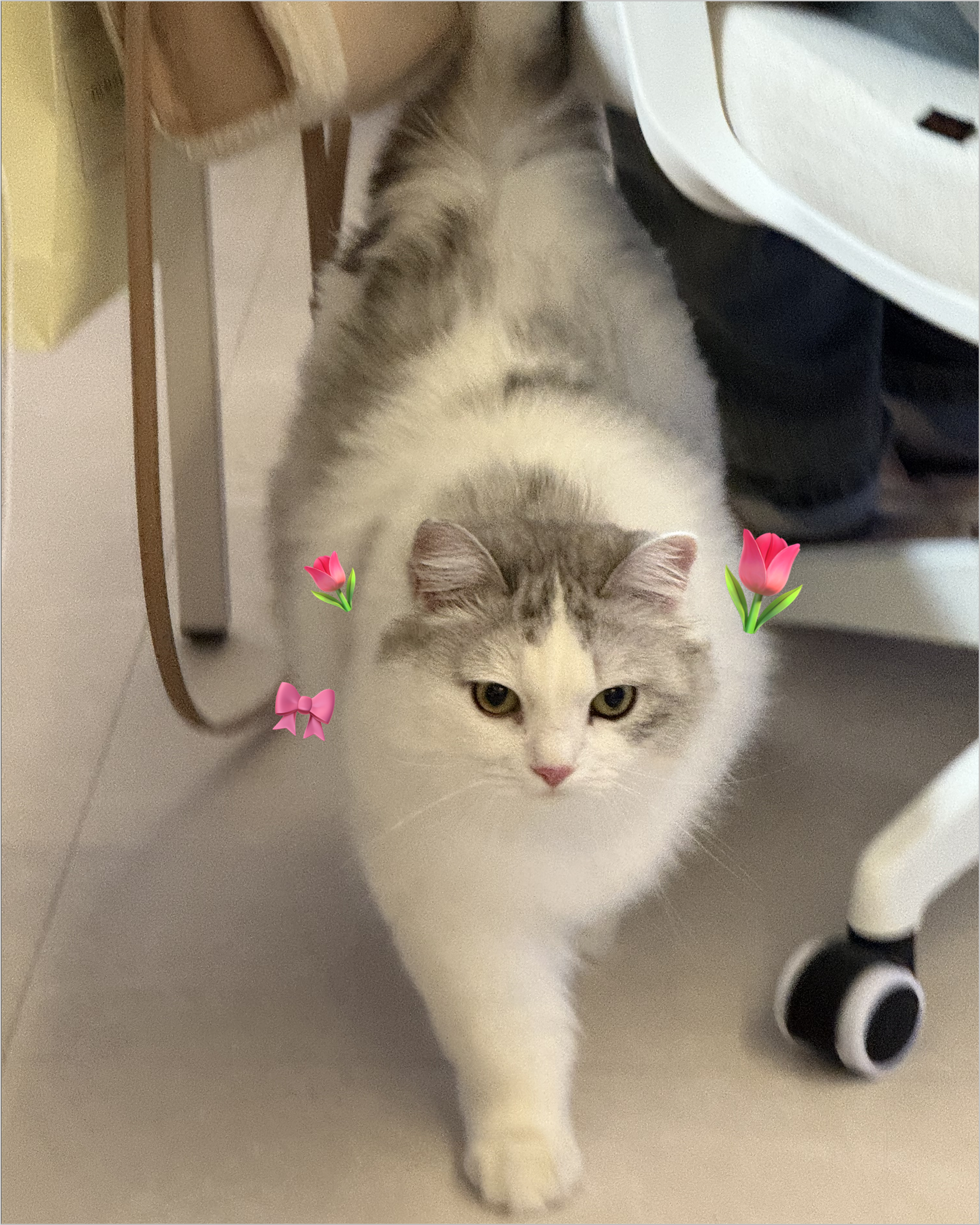 니토